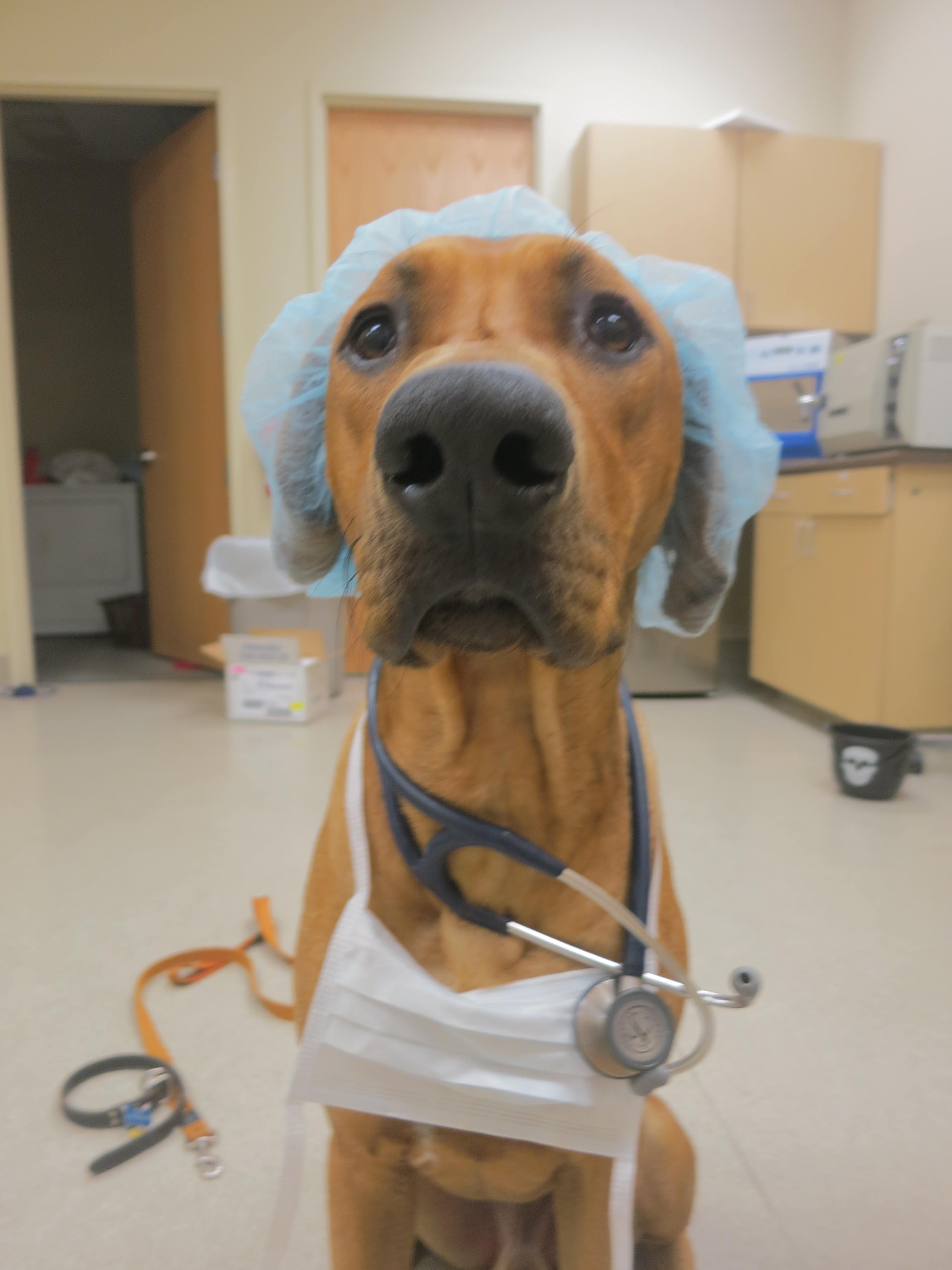 ASK DOCTOR BONES, THE ADVICE DOG